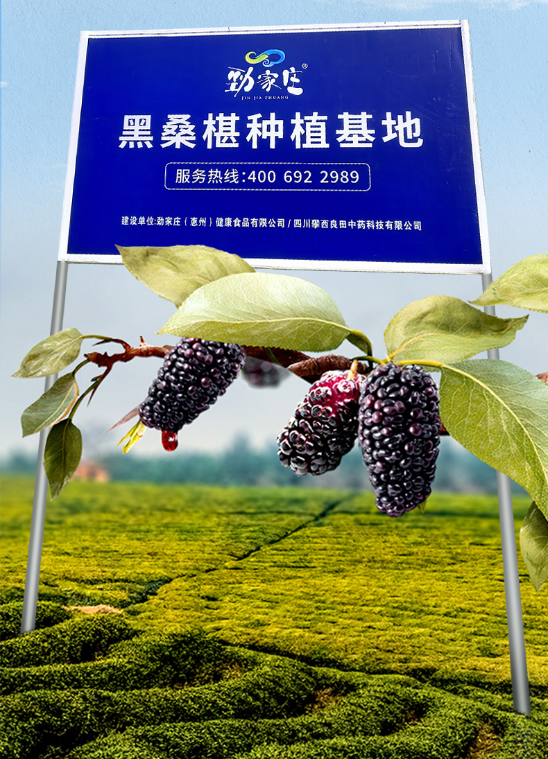 桑葚原浆-详情_06.jpg